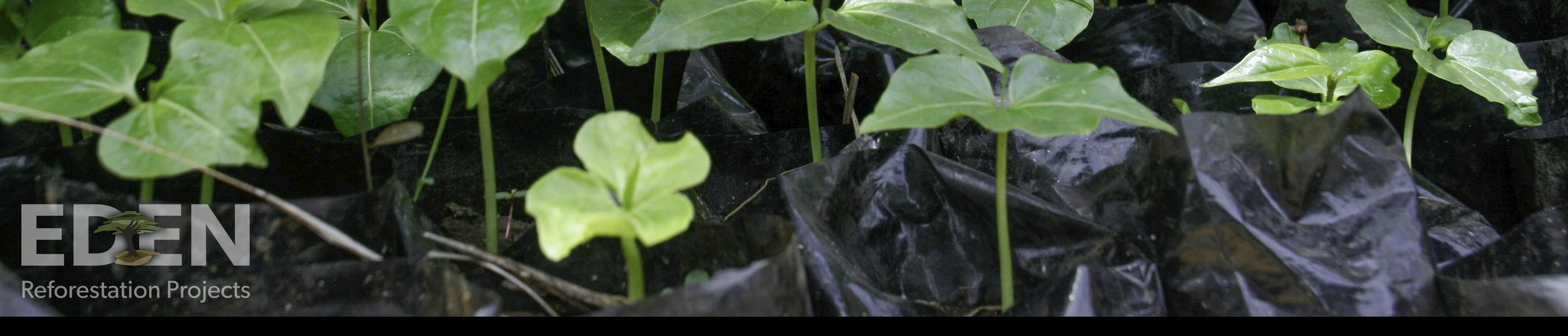 Madagascar_2012_Seedlings-in-nursery-1